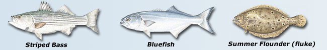 Cape Cod Bay Fishing Charters